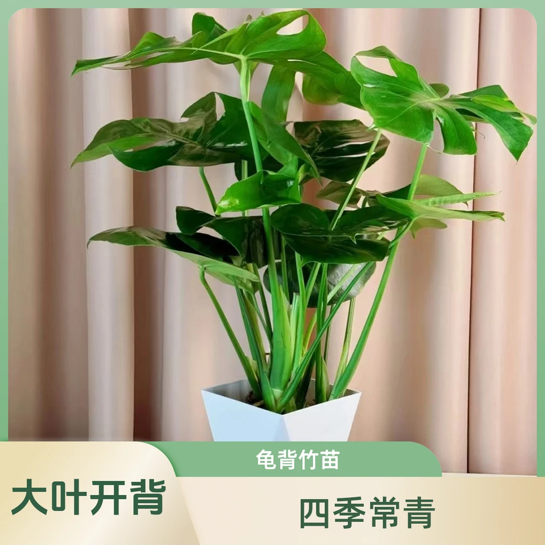 （50cm-70cm3-4株苗）龟背竹基地直发大叶开背盆栽室内客厅绿植