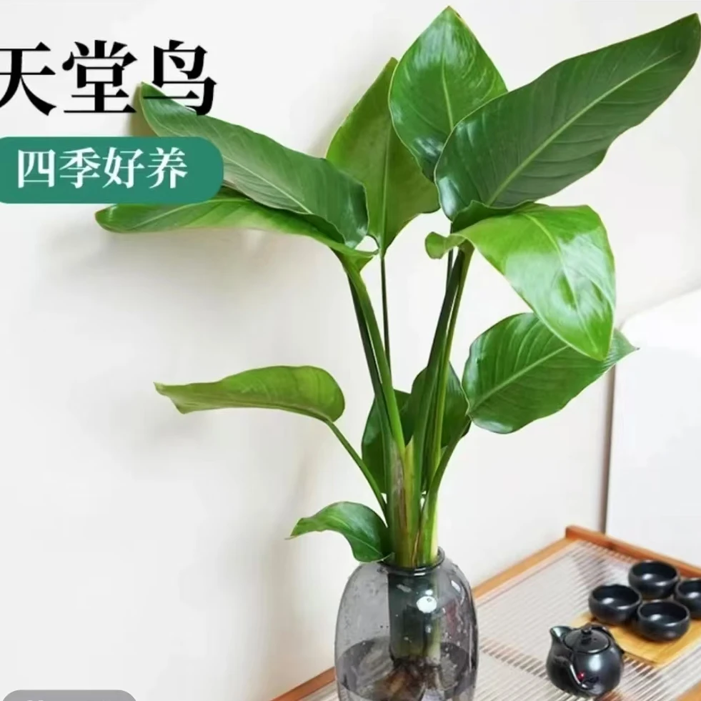 【2棵水培天堂鸟】50-60cm好养大叶绿植四季办公室内吸甲醛好看云