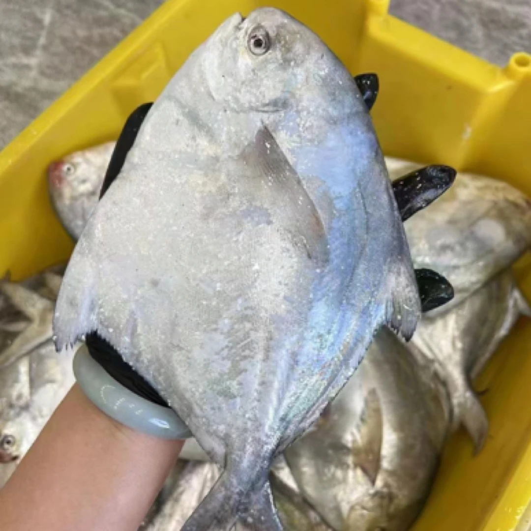 黄沙港本港银鲳鱼 码头鲜货 直播间现称