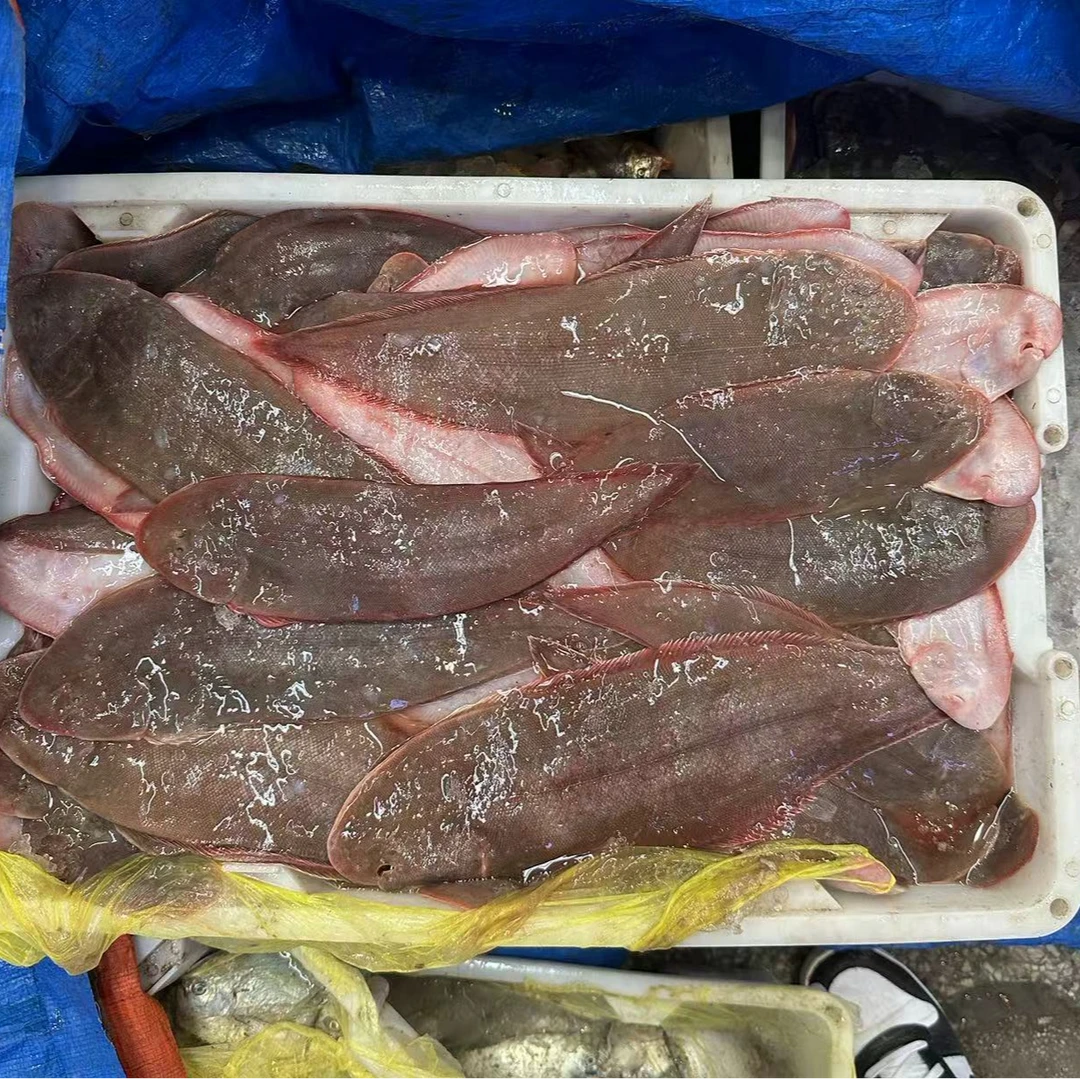 黄沙港本地新鲜海捕龙利鱼地板鱼 细鳞