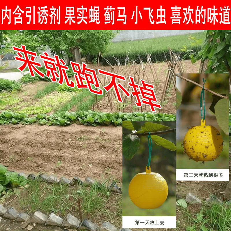 2诱蝇球柑橘大小实蝇诱捕球瓜果树针蜂诱虫球诱捕器果蝇球粘虫蝇