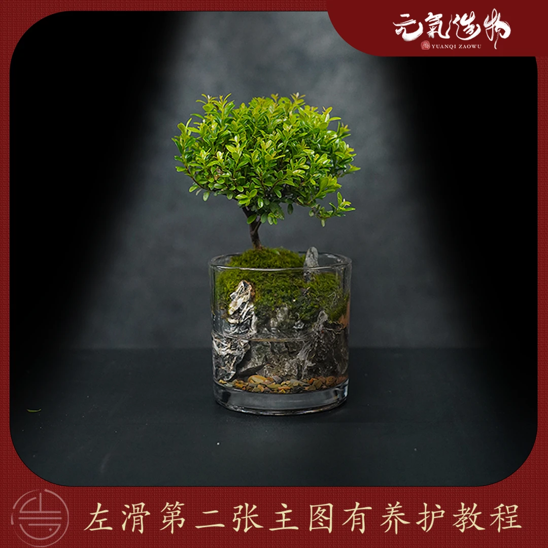 【仙】小楠亭—小叶赤楠绿植造景成品真植物【尺寸：10*10】