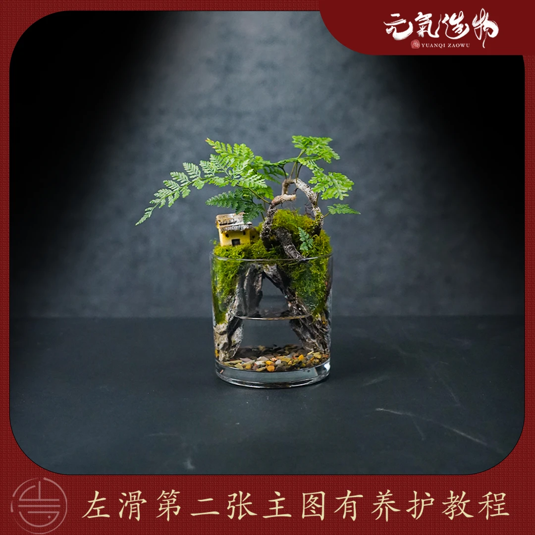 【仙】小洞天—狼尾蕨绿植造景成品真植物【尺寸：10*10】
