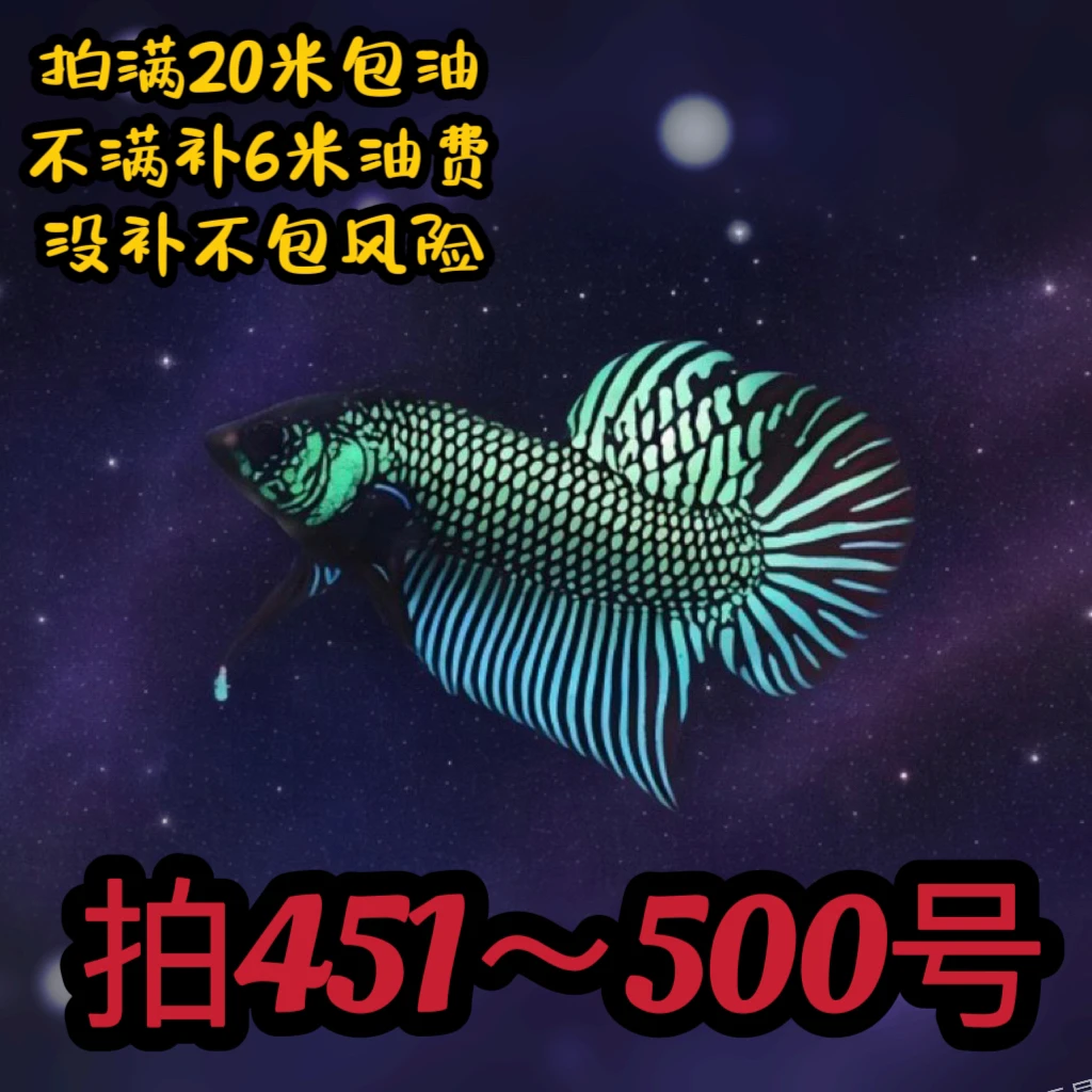 451~500号泰国抖鱼：