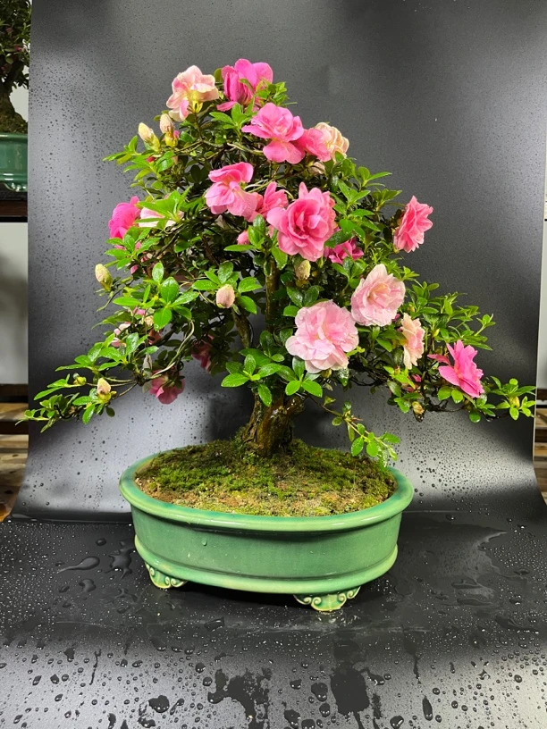 皋月杜鹃绢之舞，直播间截图为准，一物一拍