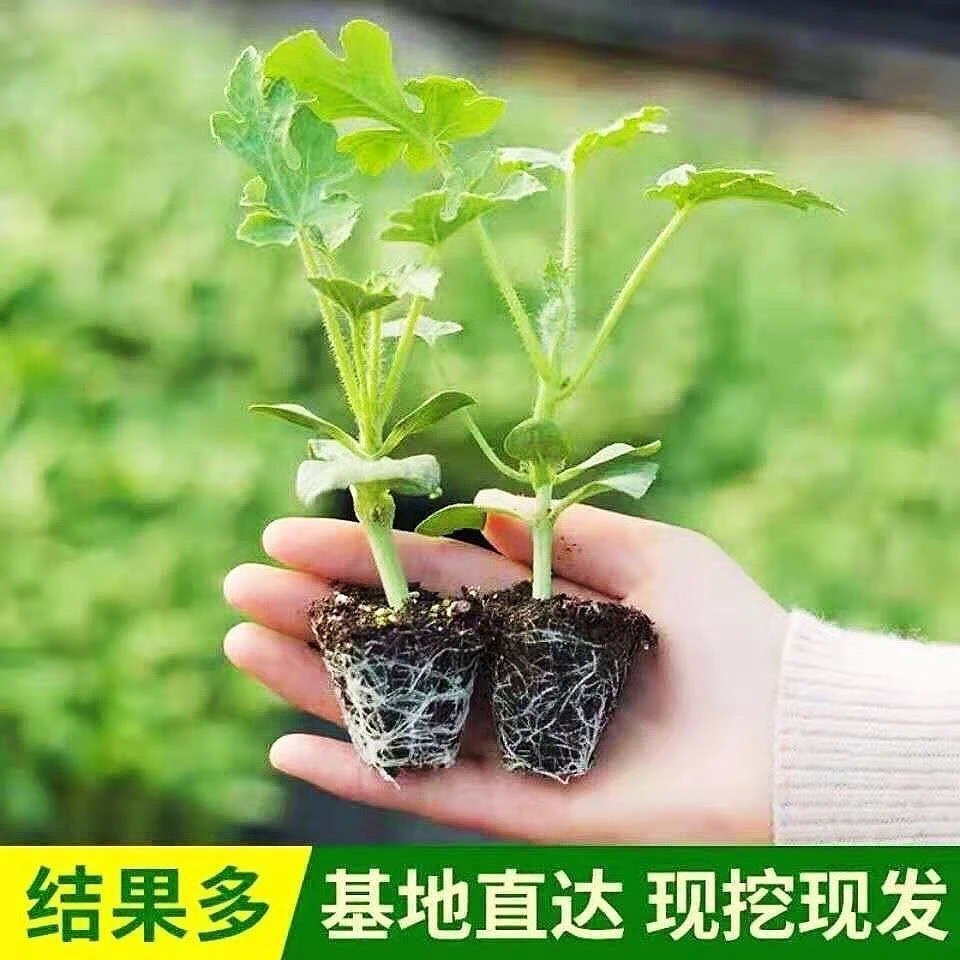 寿肥苗种基地西瓜苗懒汉西瓜苗甜王西瓜苗麒麟西瓜苗超甜汁多