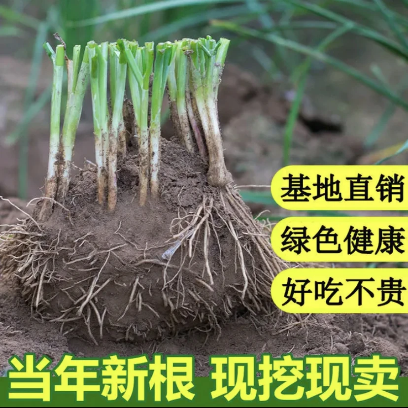 【韭菜根】现挖紫红新韭菜根宽叶韭菜苗阳台小院四季盆栽韭菜根