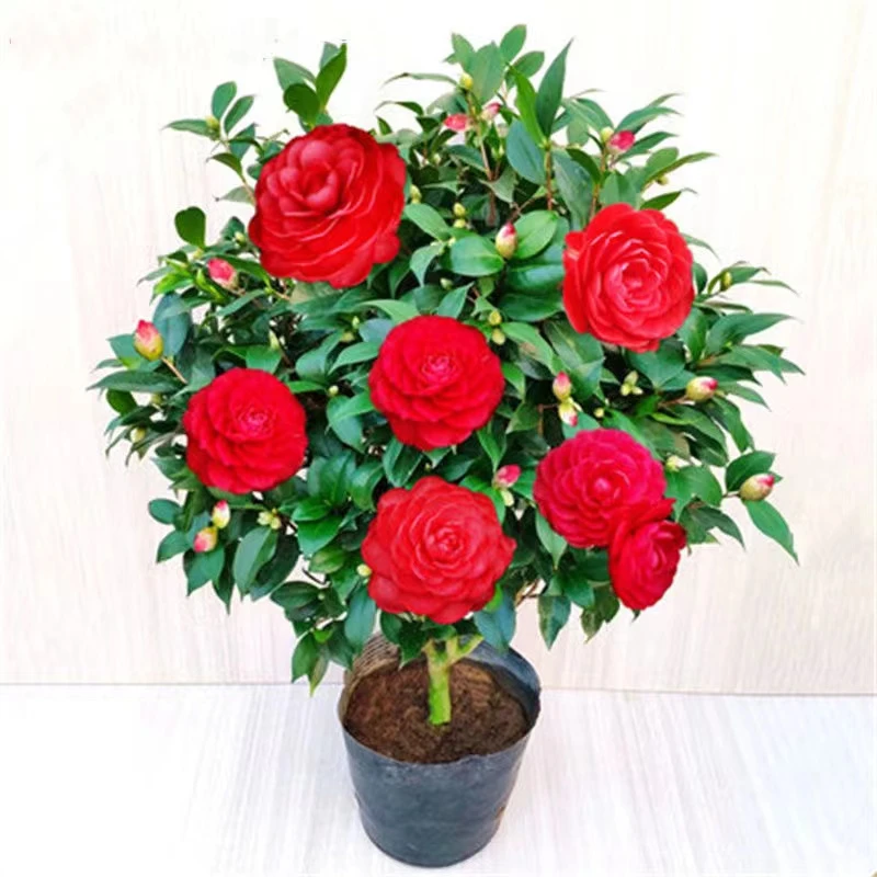 红赤丹欣赏十年苗约80公分室内外好养易活中国红喜庆红带花苞花卉