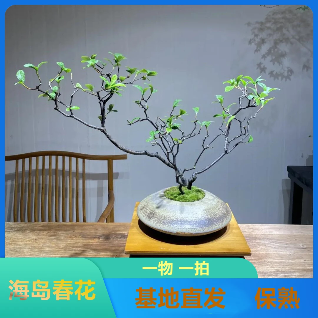 直播间海岛春花斜飘怪桩室内种植高端盆景素材一物一拍请勿自拍