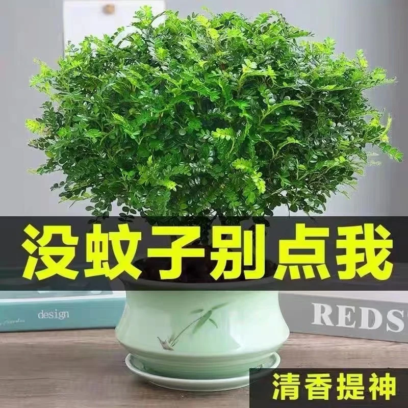 驱蚊草驱蚊植物室内驱蚊子绿植花卉香叶盆栽地栽苗防蚊香草天竺葵