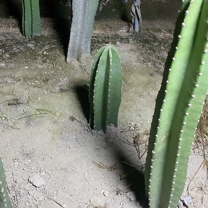 顺**章40公分脱土发货量天尺