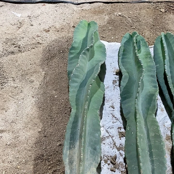 万****380公分秘鲁苹果脱土发货