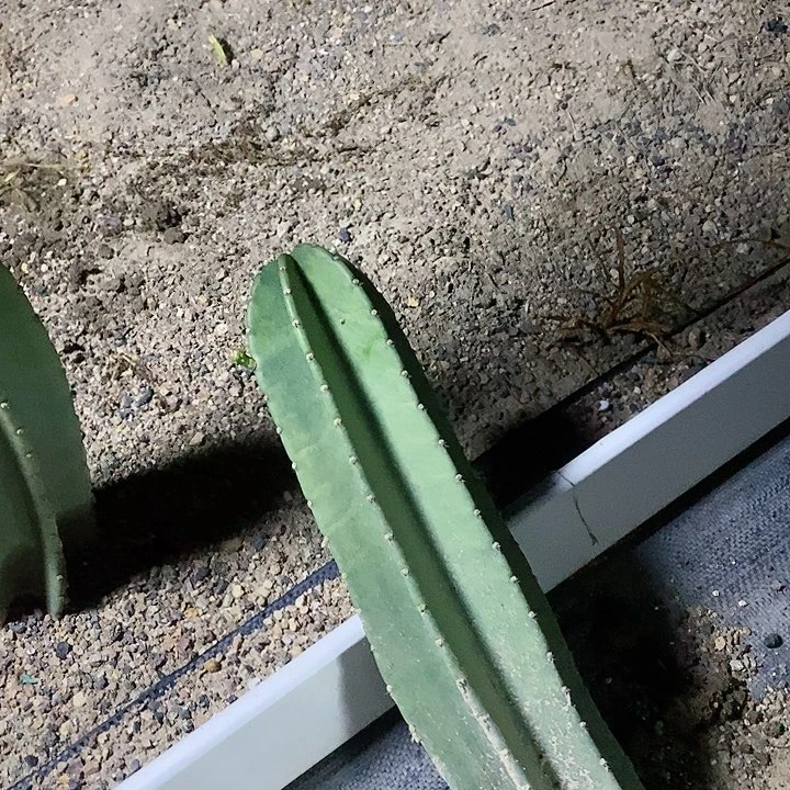 莲*45公分量天尺脱土发货不直溜