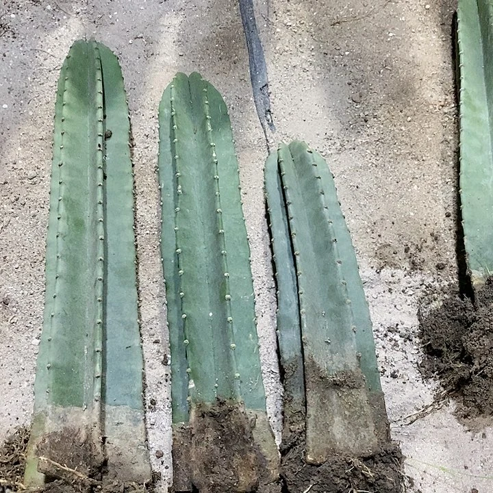 兰****50+45+35公分量天尺脱土发货