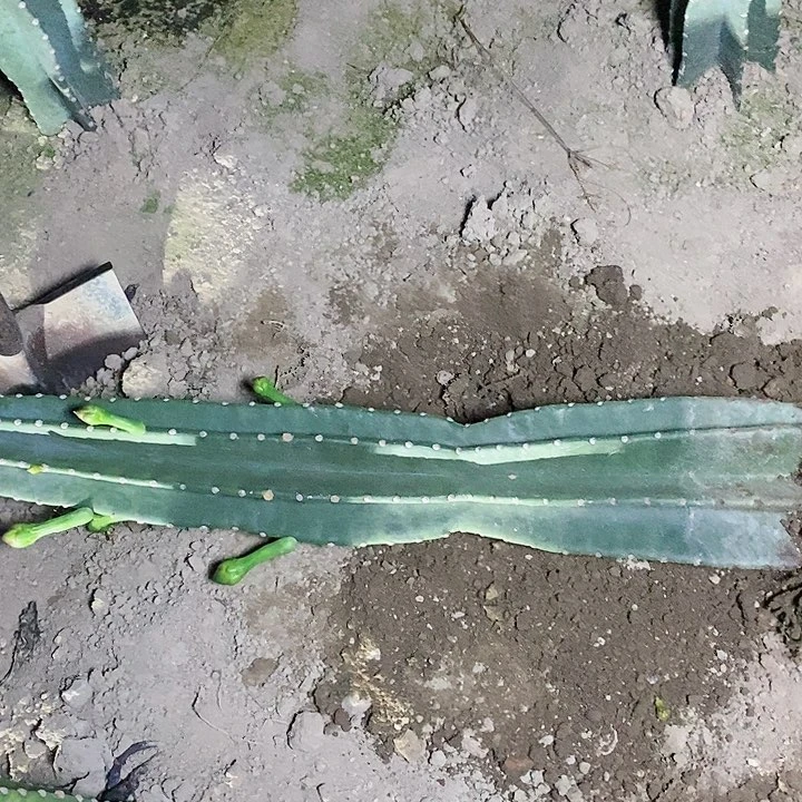 75公分量天尺脱土发货量天尺