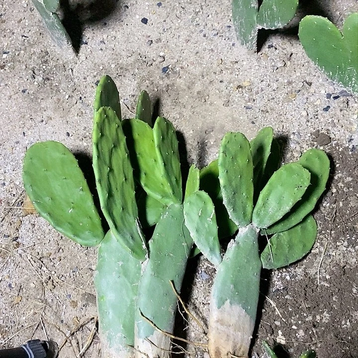 负*代3颗老桩胭脂脱土发货