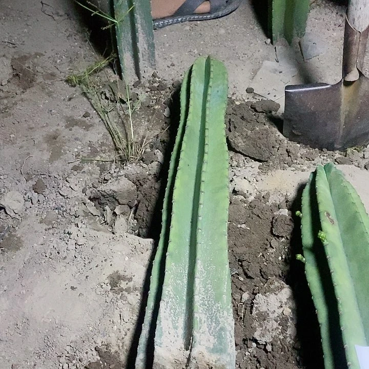 阳*雨78公分量天尺脱土发货