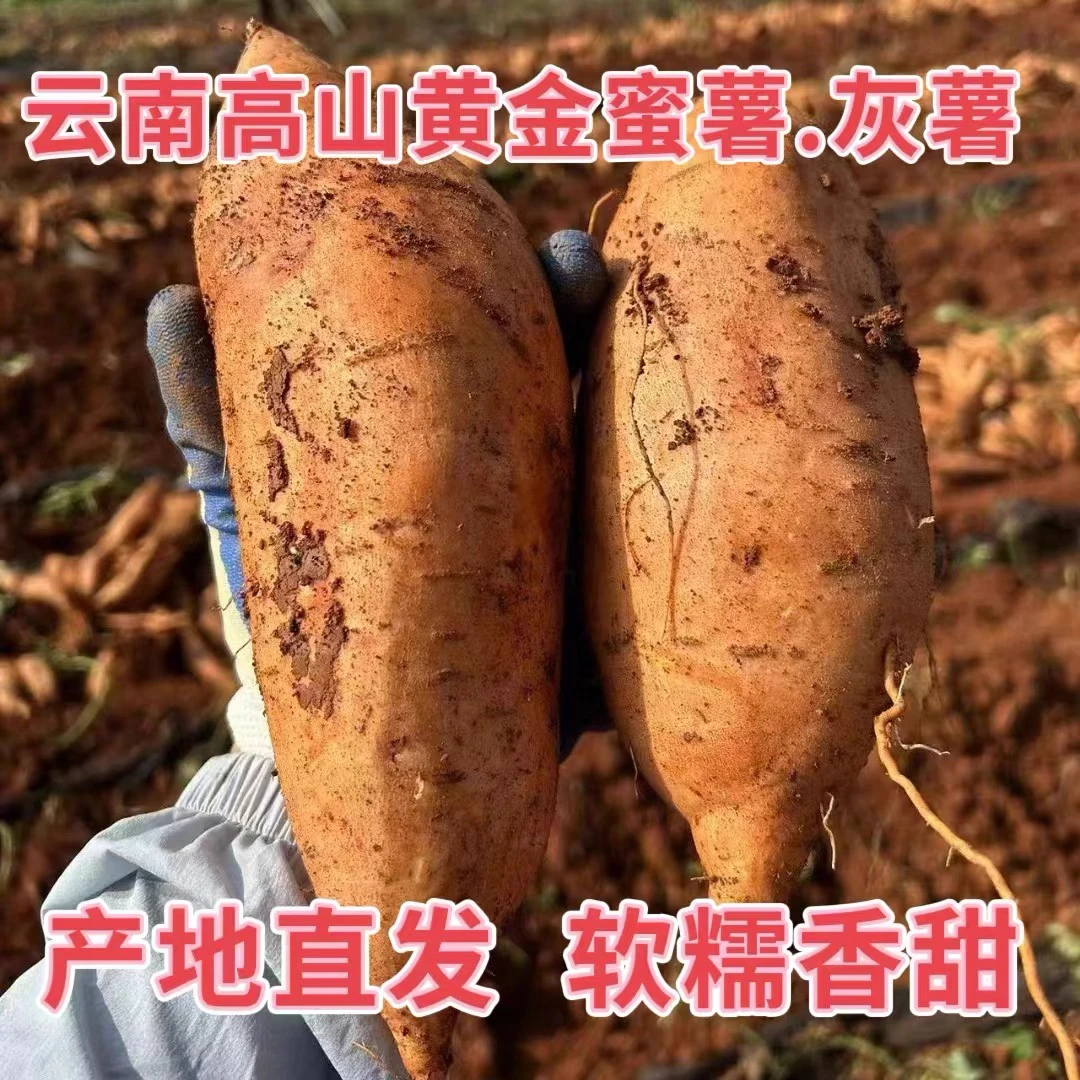 云南建水灰薯高原蜜薯黄金蜜薯黄心番粉糯香甜