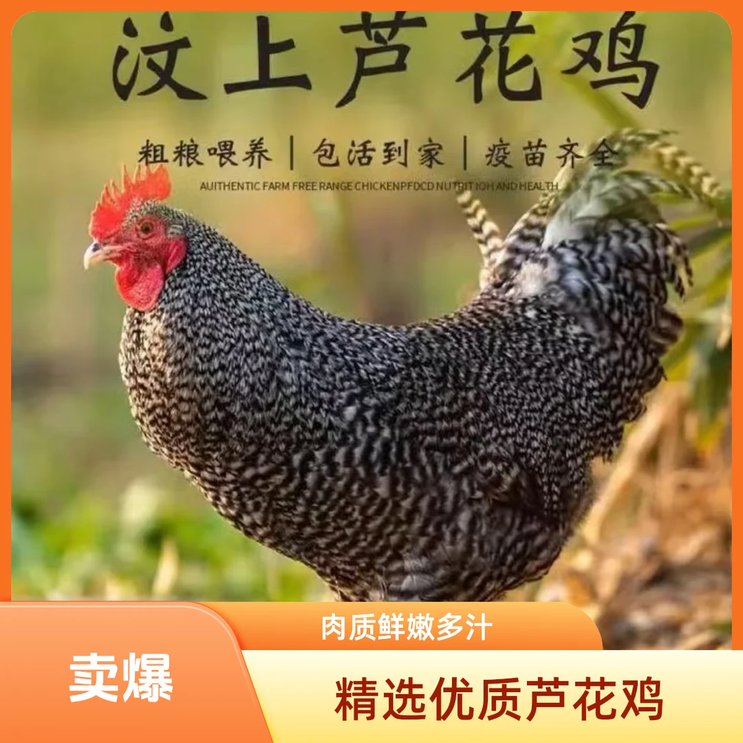 汶上芦花鸡绿壳蛋鸡产蛋鸡均重1.7斤左右