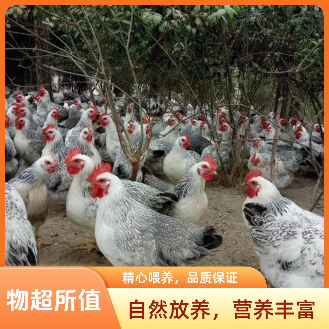 山东纯种白芦花稻花鸡3斤发货即将产蛋