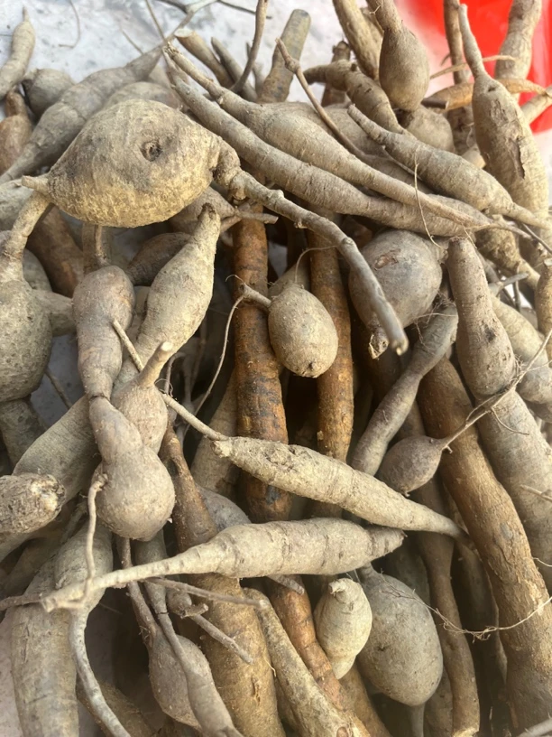 大力古广东粤西大山小叶甘薯