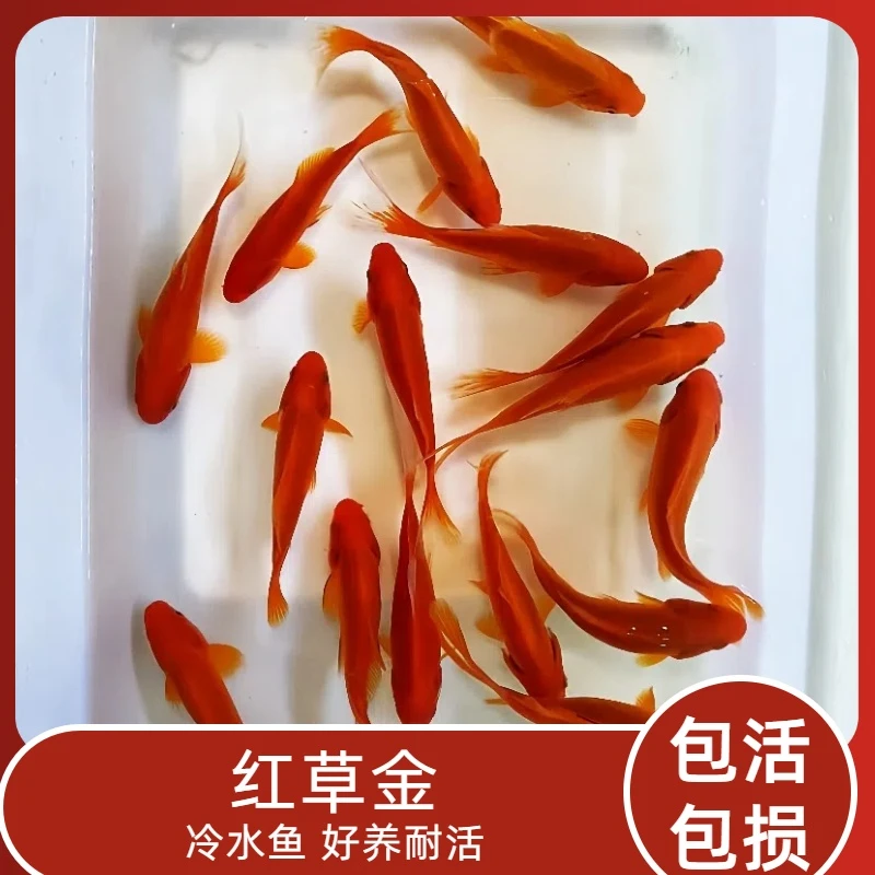 福利精品草金 大尺寸大盆金鱼7-8厘米好养活冷水观赏鱼包邮包活