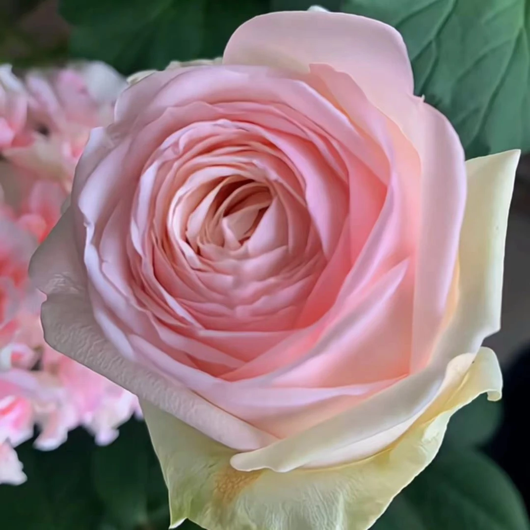 [蒙娜丽莎]丰花勤花 花量大 灌木庭院花园阳台