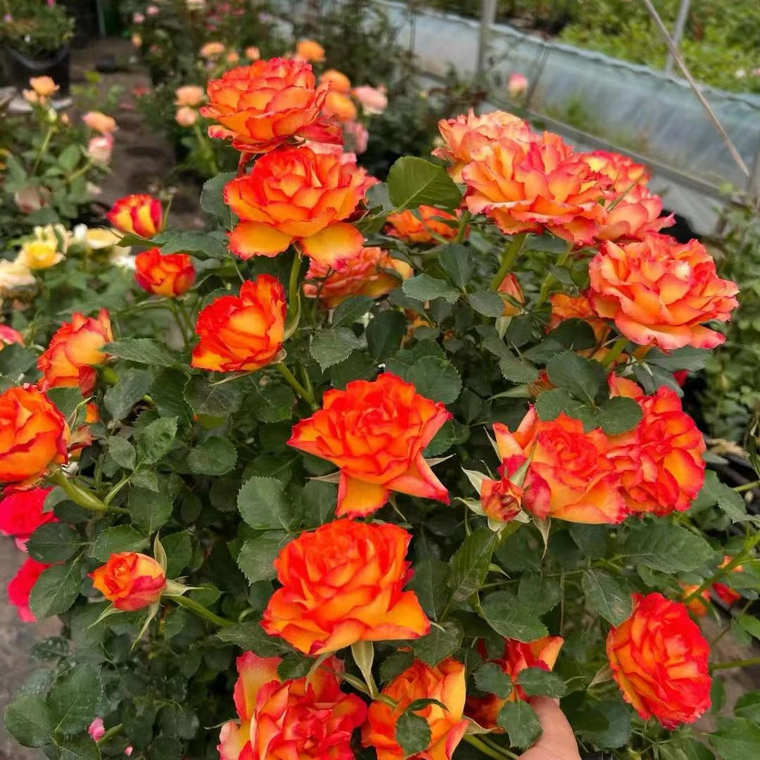 【火焰】燃烧火焰盆栽月季