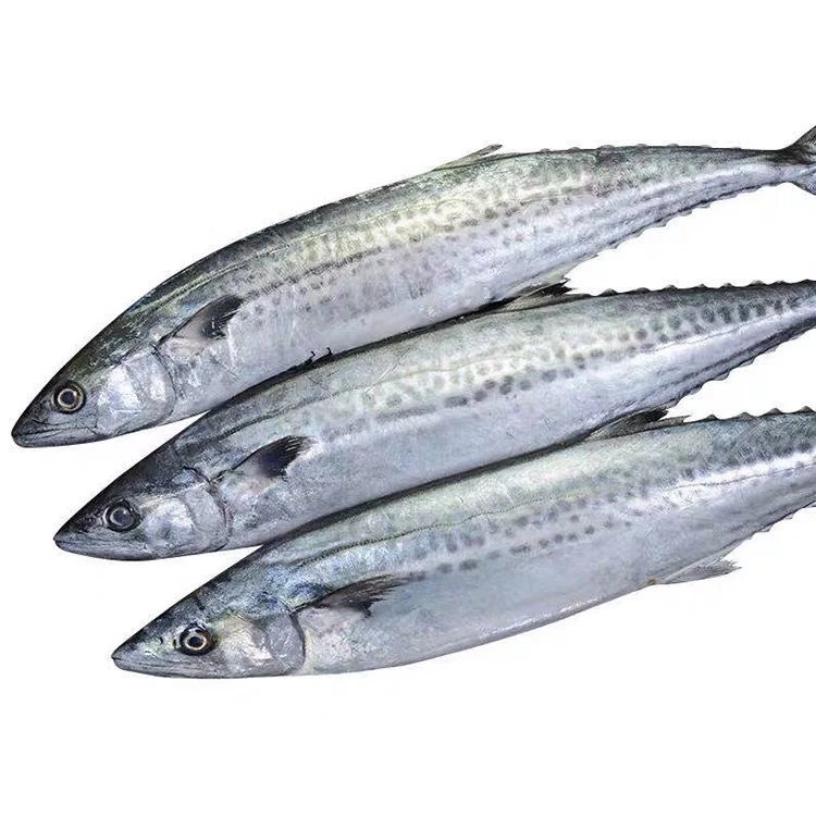 （中号）燕鲅鱼蓝点马鲛鱼5斤