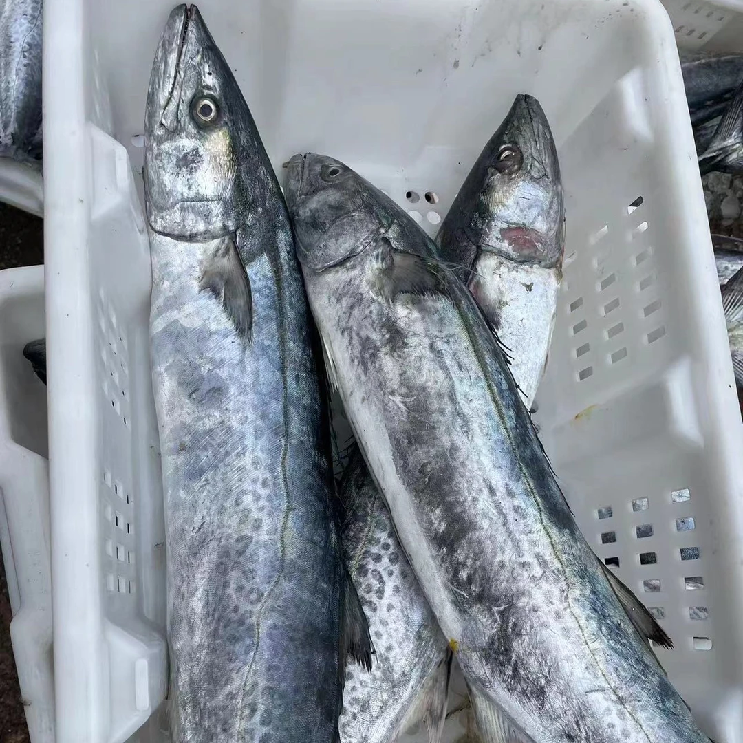 3斤以上 大鲅鱼 蓝点马鲛鱼 整条发 燕鲅鱼 可包饺子 香煎 红烧