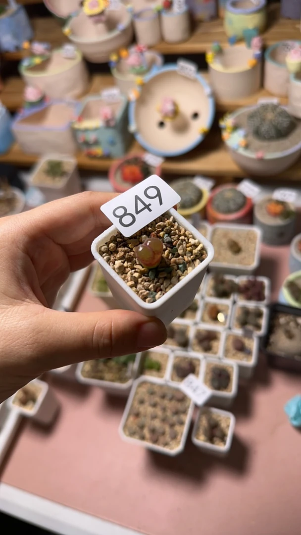 多肉植物多肉植物