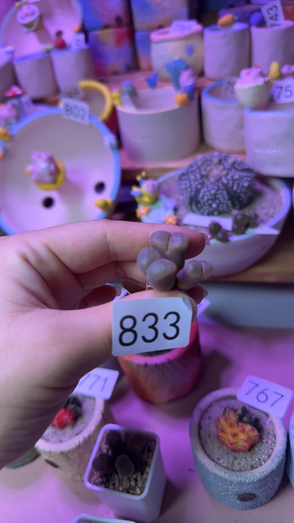 多肉植物多肉植物