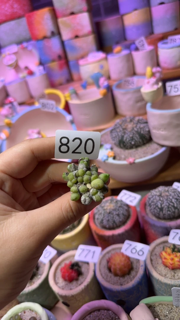 多肉植物多肉植物