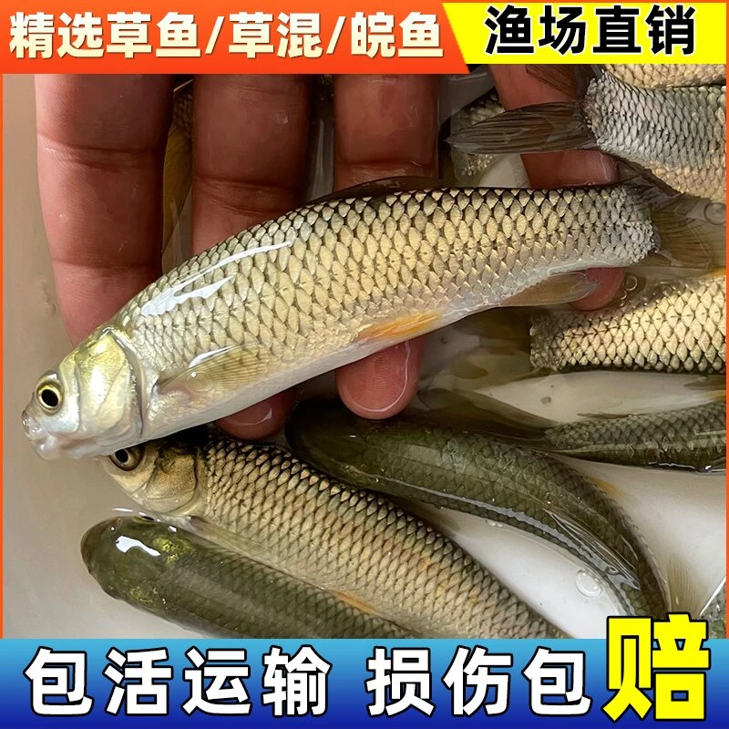 水族活体 鱼 广东草鱼 皖鱼 宠物活体