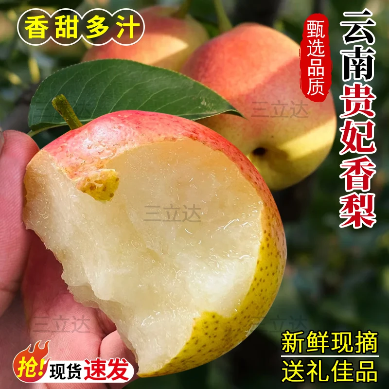 【邮政助农】云南贵妃梨砀山梨冻梨香梨皮薄香甜无渣现摘新鲜水果