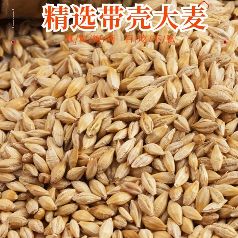 新鲜优质大麦粒带壳麦子鹦鹉鸽子粮鸟粮饲料发麦苗大麦粒仓鼠宠物