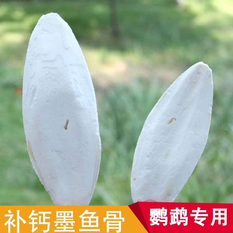 鹦鹉打磨补钙墨鱼骨海螵蛸/鹦鹉墨鱼骨/高品质整块仓鼠磨牙专业