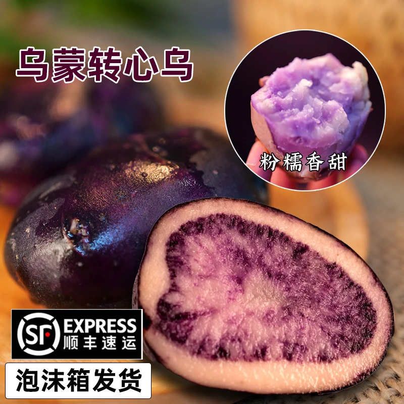 【洋芋种】老品种乌洋芋转转乌乌蒙贵州现挖新鲜七彩土豆花青素农家
