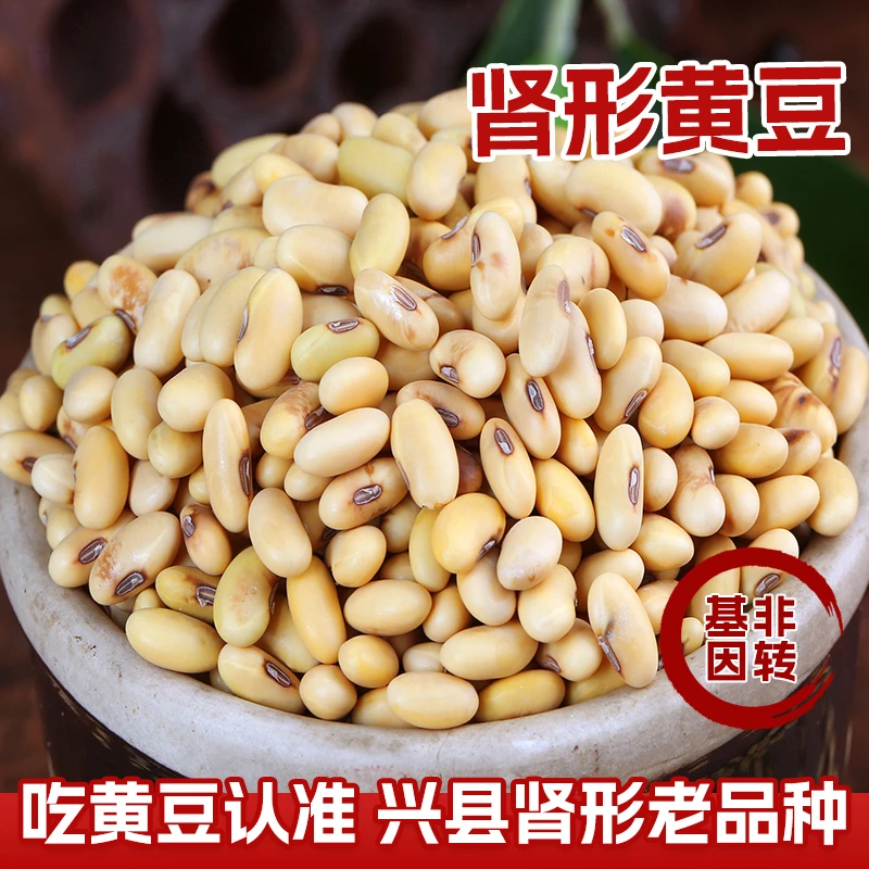 兴县24年非转基因肾形豆浆豆芽豆腐老品种笨黄豆  山地腰形小黄豆