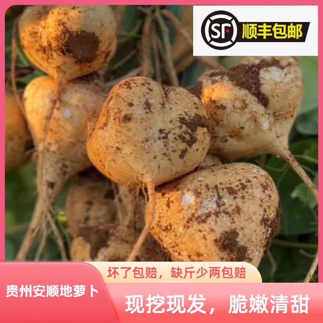 【顺丰包邮｜贵州安顺地萝卜】黄泥沙清甜凉薯地瓜地萝卜脆嫩新鲜
