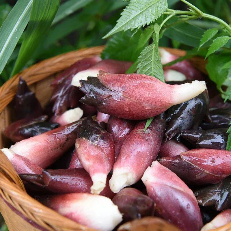 贵州高山新鲜洋荷阳荷姜洋豁带泥洋荷姜阳个头不大介意勿拍