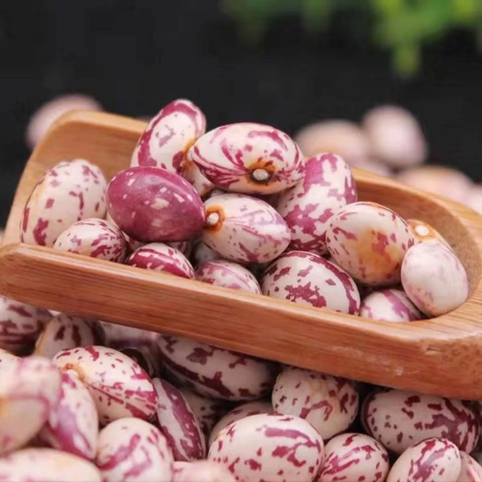 贵州雀蛋豆花生豆今年新豆煮粥煲汤煮火锅农家种植奶花芸豆1-9斤