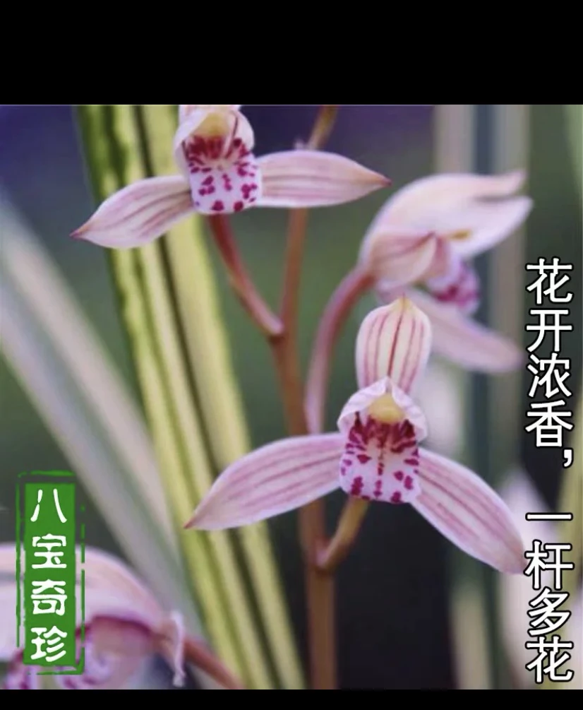 建兰山水画（八宝奇珍）带曙斑艺爪艺缟艺虎斑艺等多种叶艺绿植盆景