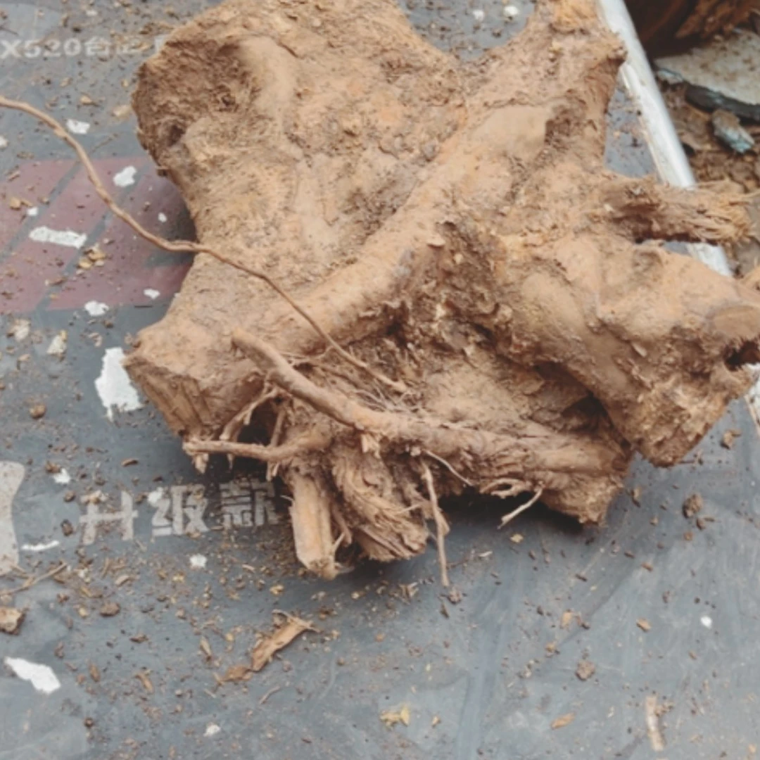 【闪购商品】红贵宝猥**叔