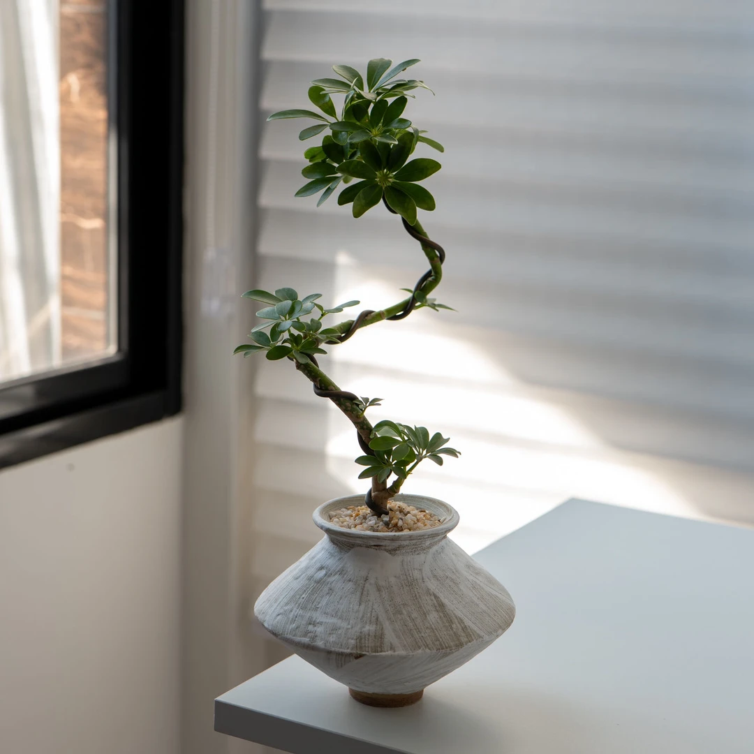 植物造型鸭脚木盆栽室内办公室客厅招财好养绿植四季桌面花卉