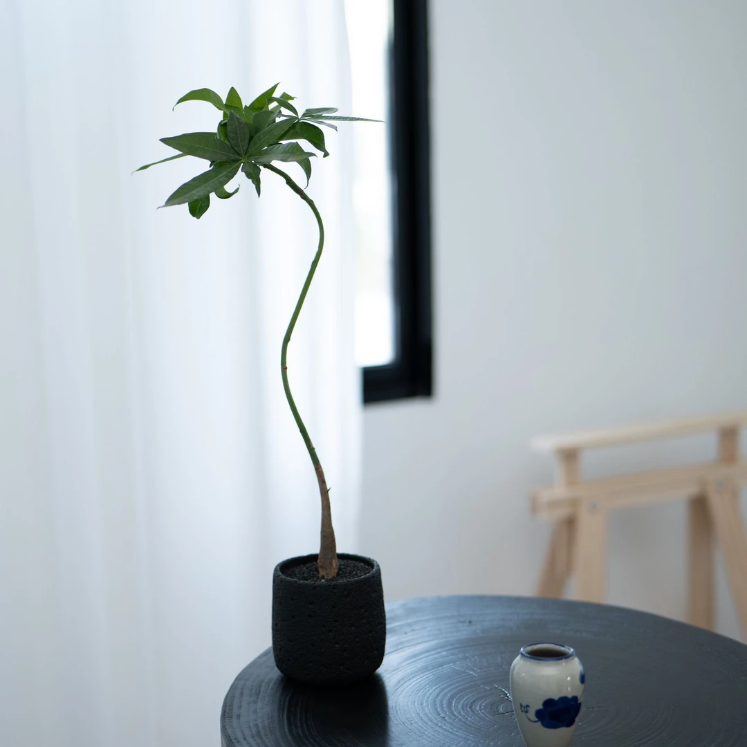 造型S型发财树客厅茶室内桌面ins风小众绿植盆栽奇特植物好养活