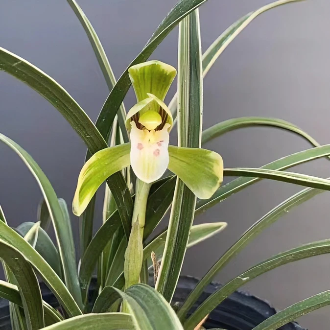 春兰雪山天草 花艺双全 花期年前年后 浓香型 花卉绿植盆栽
