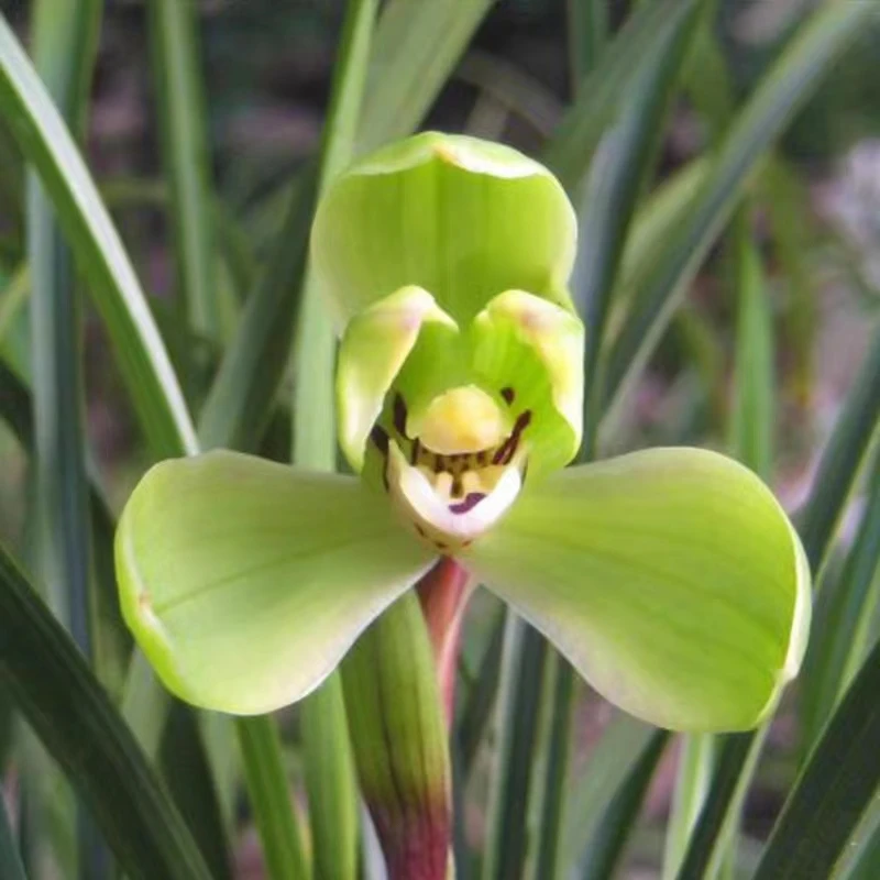 兰花苗 春兰老八种集圆  盆栽绿植