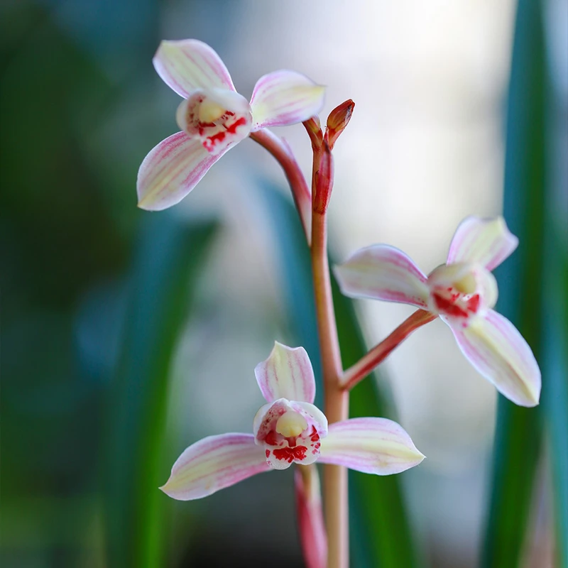三圣 兰花直播间专拍裸根发货（请不要私自下单）