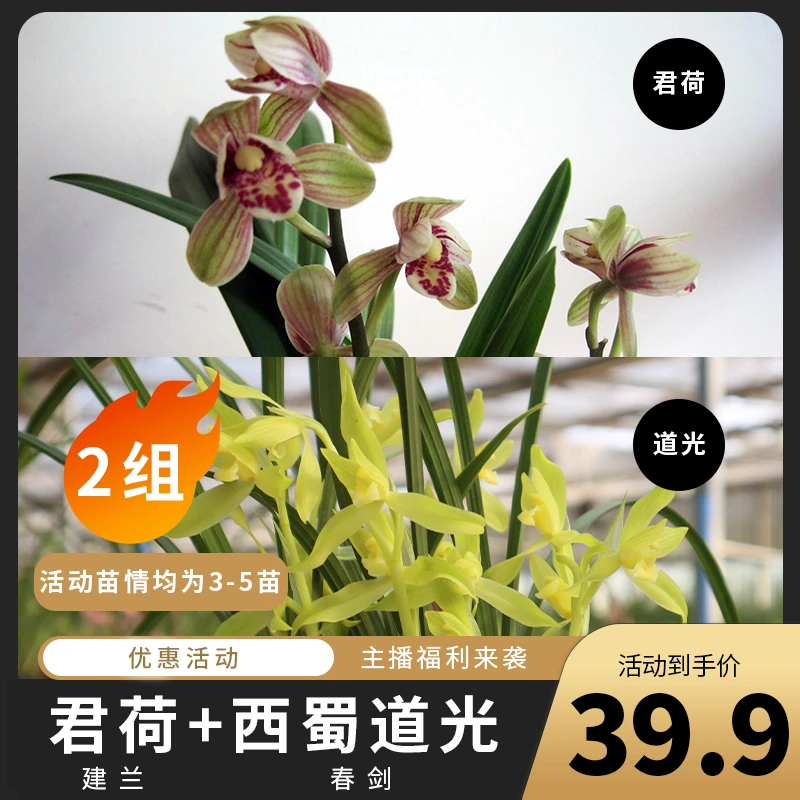 香草源 Y/K 兰花专属福利来袭